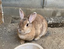 トピックスの画像