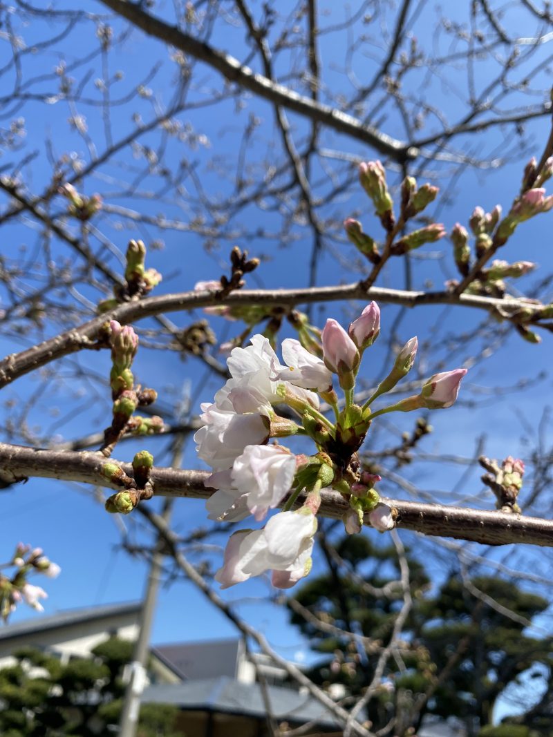 桜が咲きました！の画像
