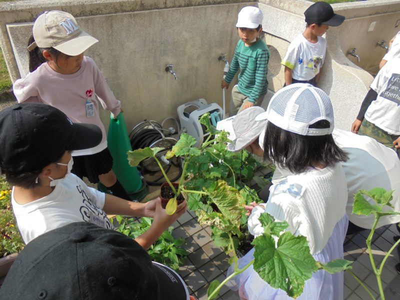 ２年生は、学級園で。の画像