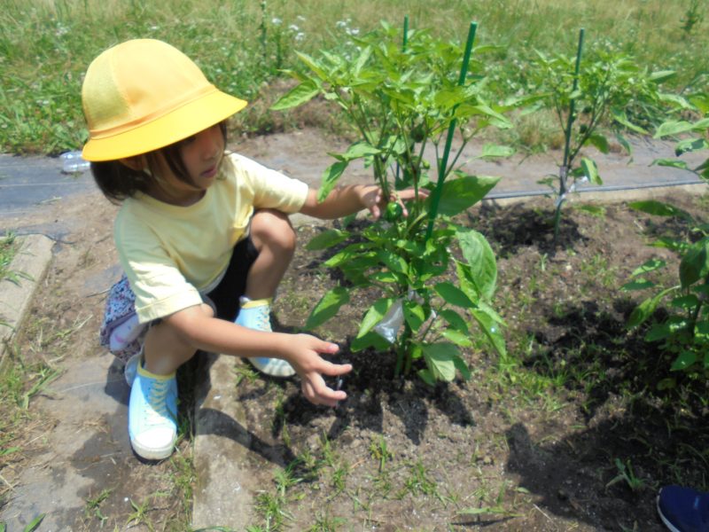 １年生「校長先生、野菜できたよ。」の画像