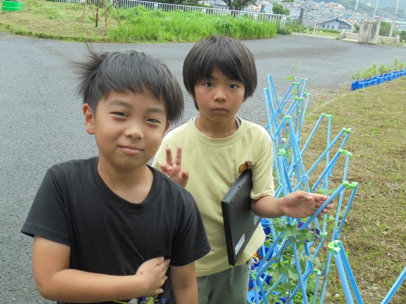 2年生「アサガオありがとう」の画像