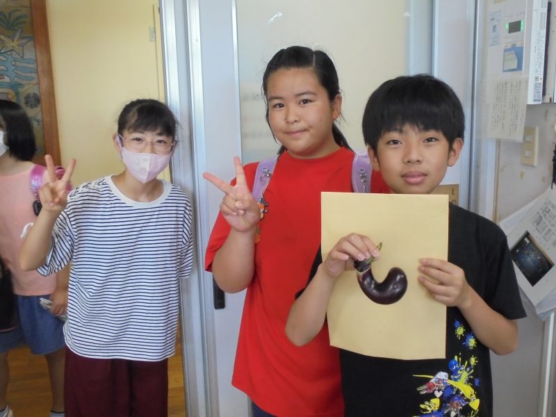 ６年生 おもしろなすび 収穫しました。の画像