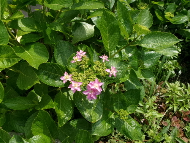 校長diary  紫陽花咲き始めるの画像