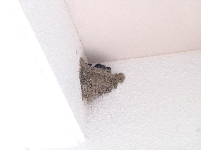 校長diary  かわいい３羽の画像
