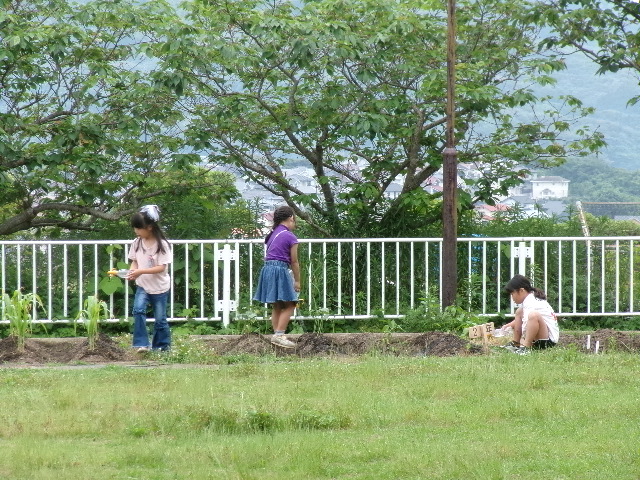 ２年生　「ミニトマト」の画像