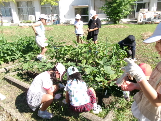 ２年生　学級園で雑草取りの画像