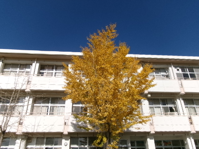 校長diary  モンシロチョウがいます。の画像