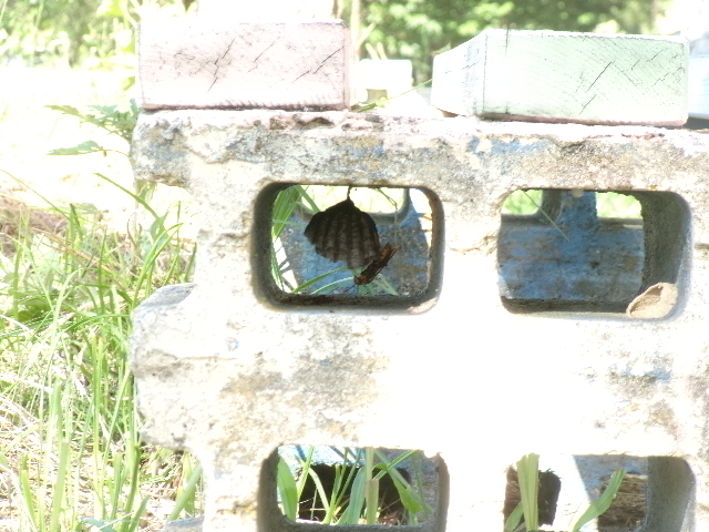 校長diary ハチに注意の画像