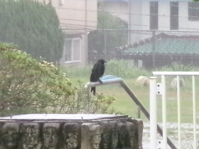 校長diary  カラスの画像