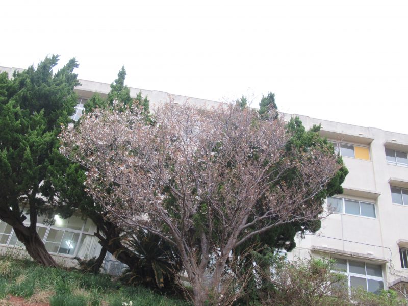 池島小中学校「別れの春」「出会いの春」（3月22日）の画像