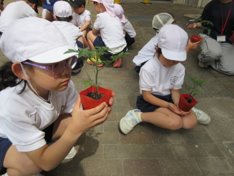 （２年生）大きく育てミニトマト🍅の画像