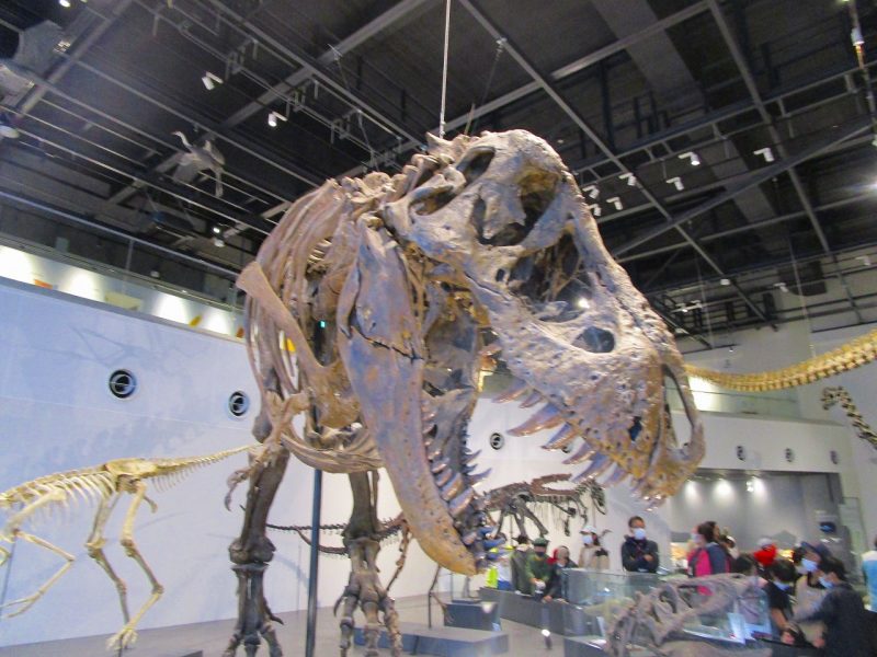 宿泊学習①（恐竜博物館）の画像