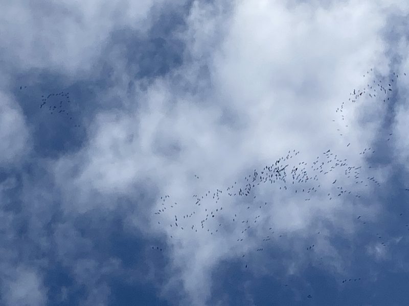 鶴の北帰行を発見の画像