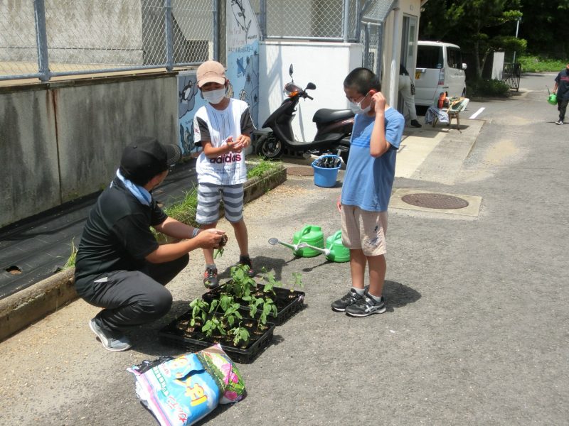 ど根性ひまわりの画像