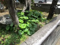 添付画像