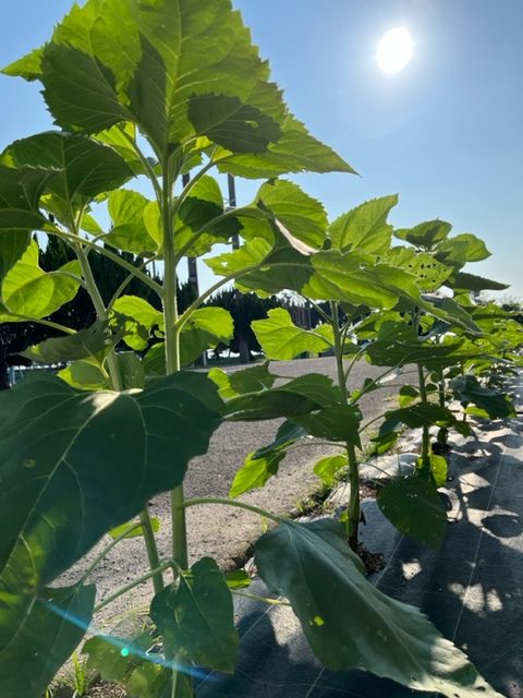 今日（7月27日）のど根性ひまわりの画像
