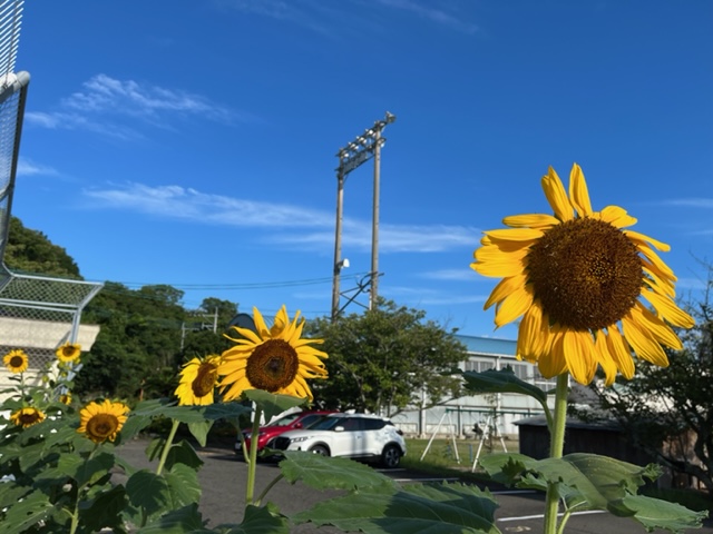 ひまわりが咲き誇っていますの画像