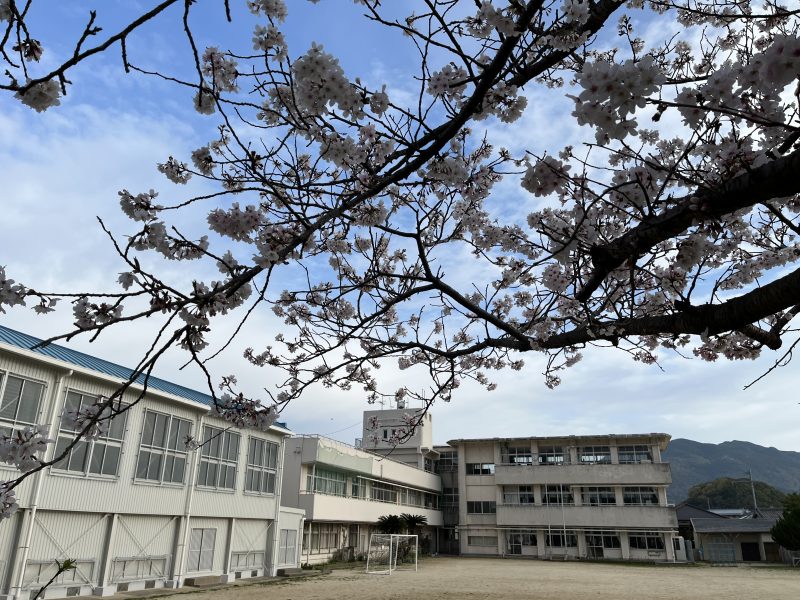 学校及び学校周辺の桜のようすの画像