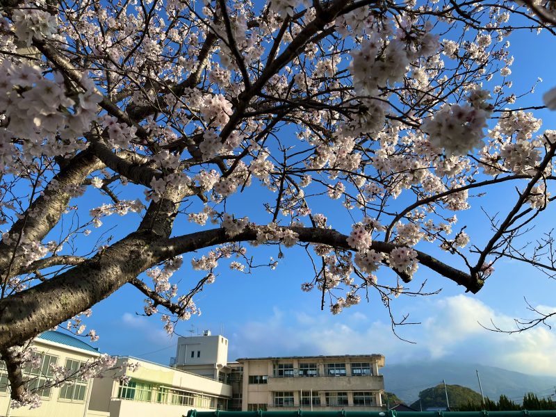 桜が一気に開花しました。の画像