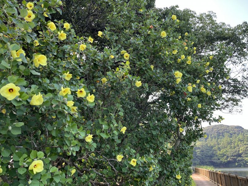 川原大池公園の「ハマボウ」の画像