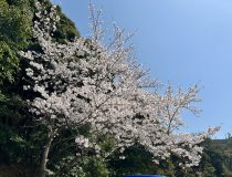 添付画像
