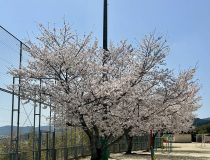 添付画像