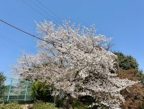 添付画像
