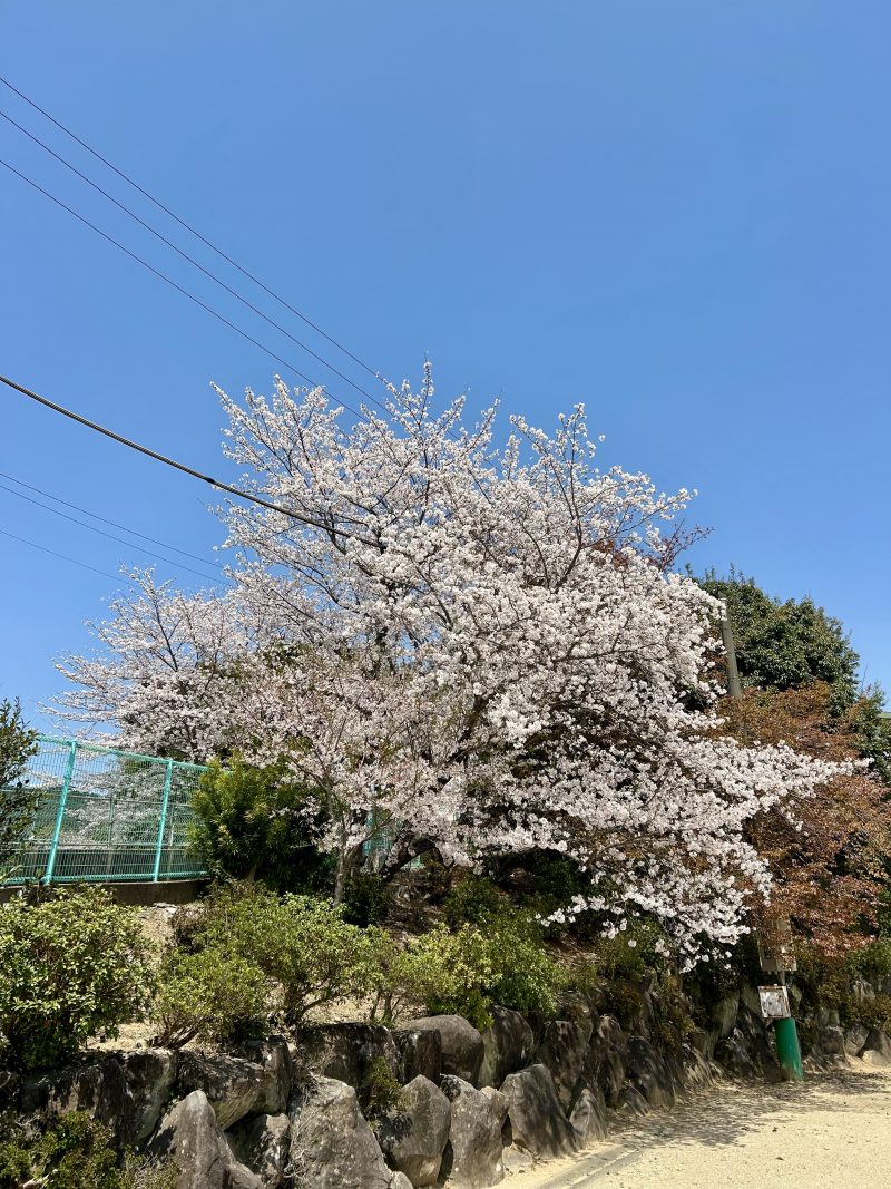 「今年も満開🌸　古賀小の桜です！」の画像