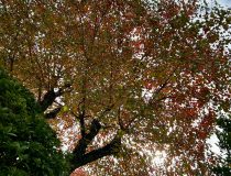 トピックスの画像