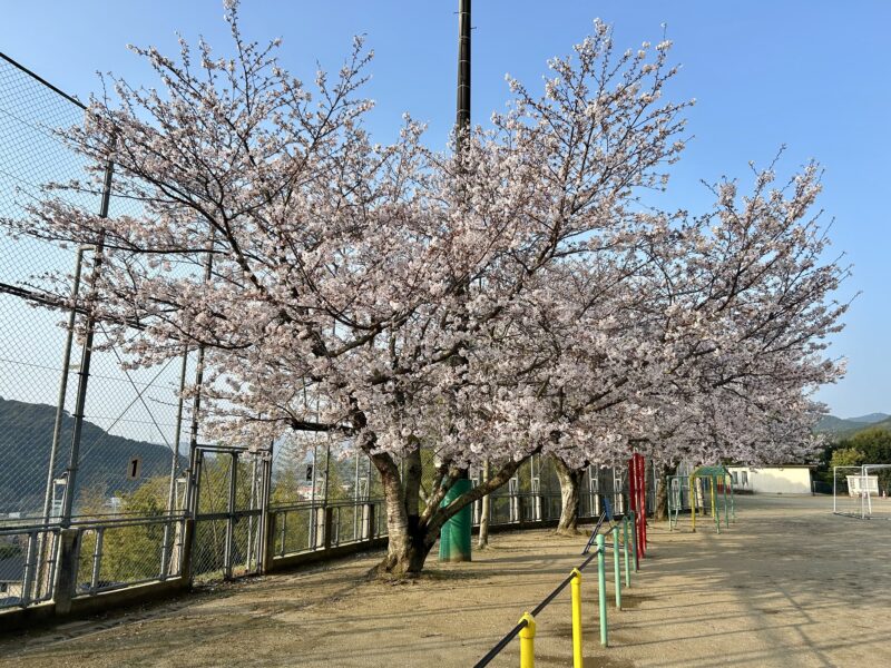 「桜が咲きました🌸」の画像