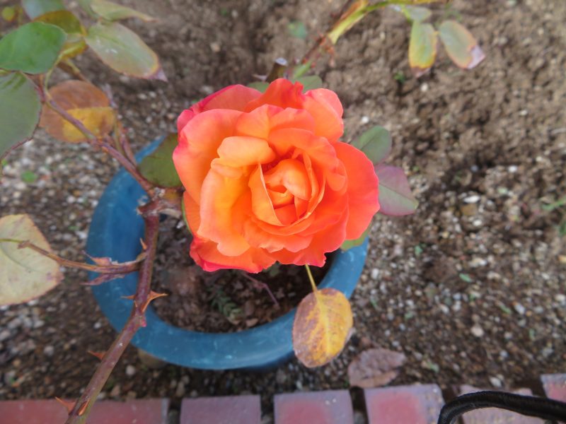 「アンネのバラ」が咲きましたの画像