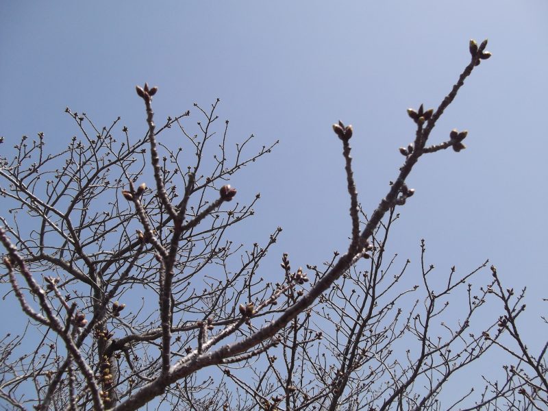 小ヶ倉中学校の桜の木の画像