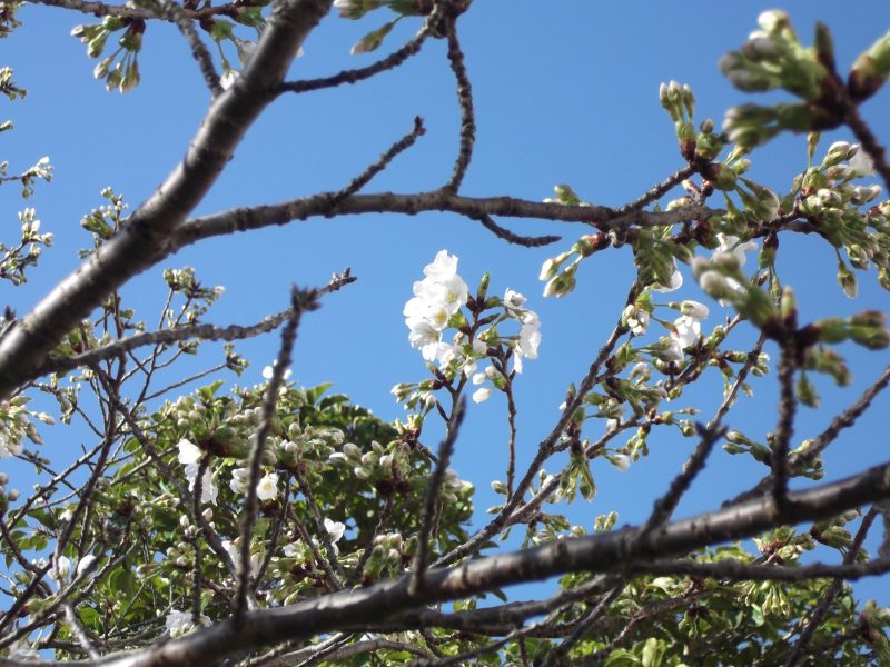 小ヶ倉中学校の桜の木３（ついに咲きました）の画像