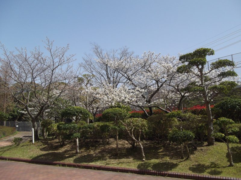 小ヶ倉中学校の桜の木４（桜の木にも個性があります）の画像