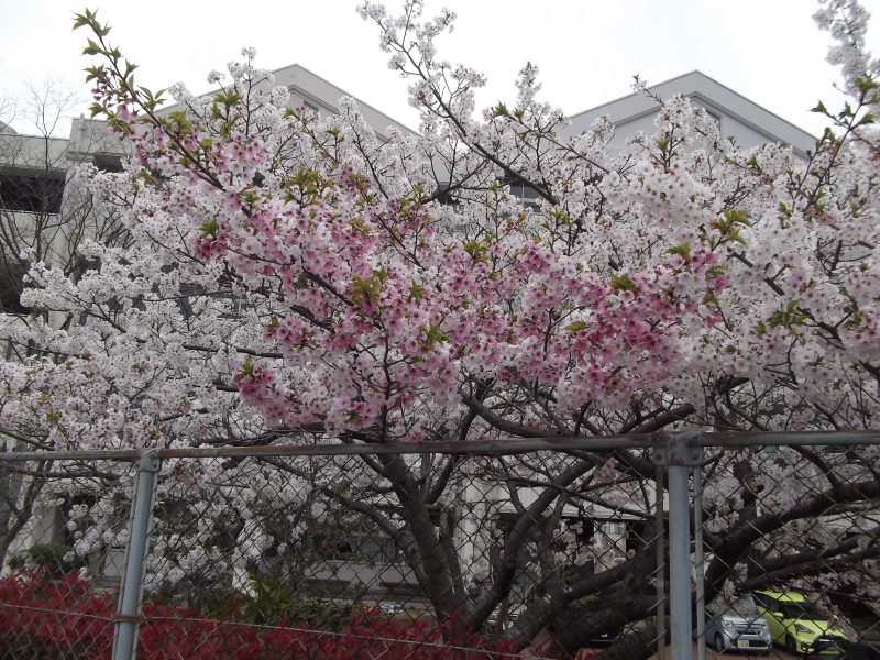 小ヶ倉中学校の桜の木５（桜満開）の画像