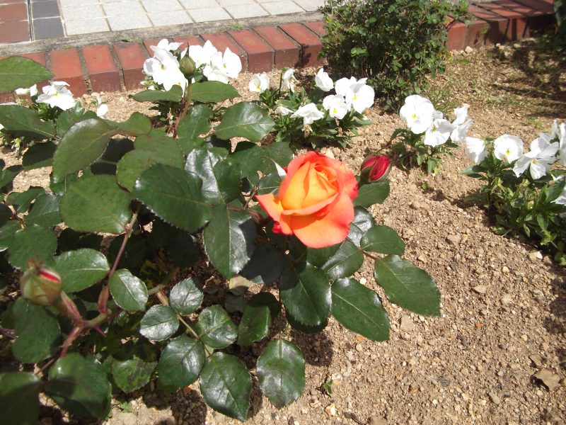 アンネのバラが咲きましたの画像