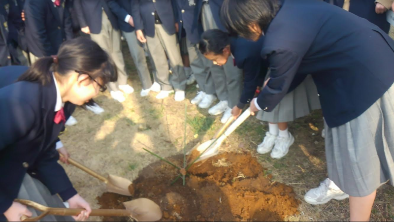 ひろしまのエノキの画像