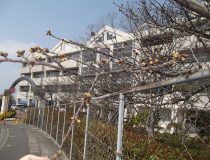 添付画像