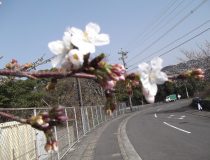添付画像
