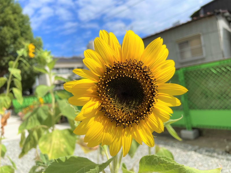 （校長日記）夏休みの学校①の画像