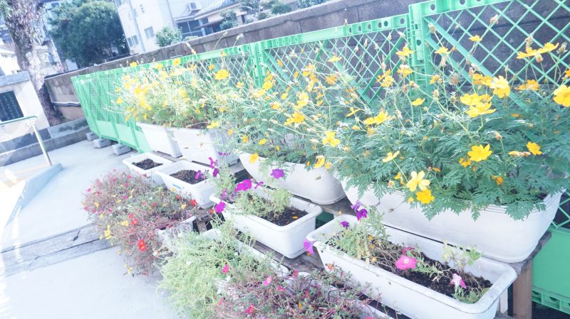 （校長日記）秋風に揺られての画像