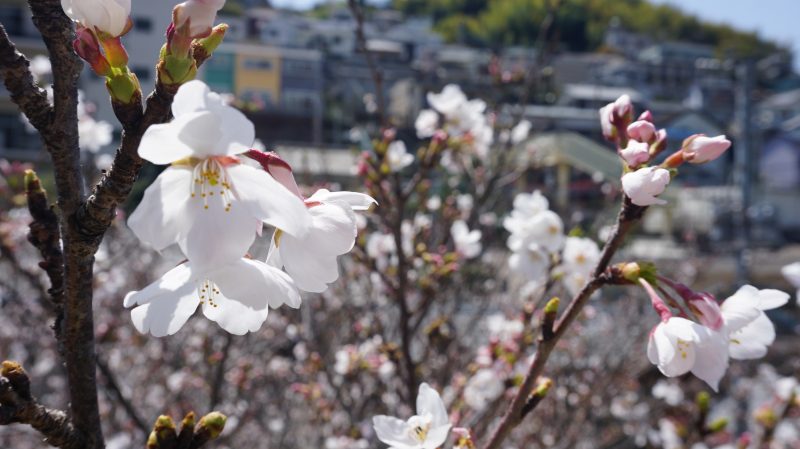 （校長日記）春　満開🌸の画像