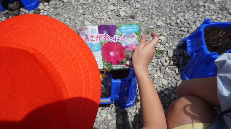 （１年生）アサガオの種をまきました🌱の画像