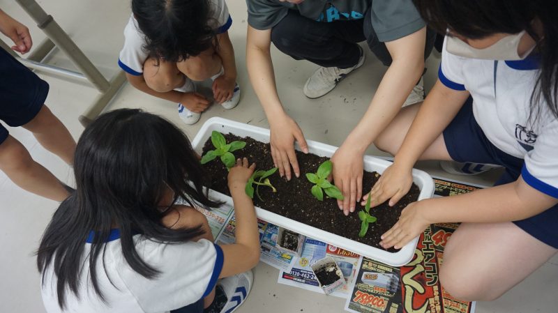 （３年生）ヒマワリを育てています🌻の画像