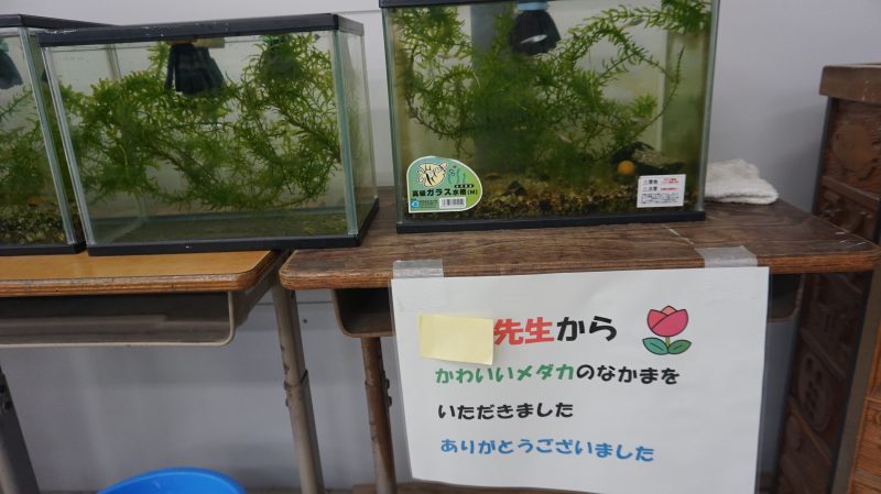 （学校生活）メダカ大すき！の子どもたち♡の画像