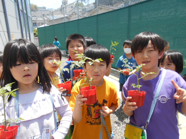 （２年生）ミニトマト育てます🍅の画像