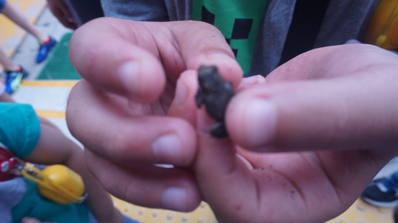 （学校生活）生き物大すき！の画像