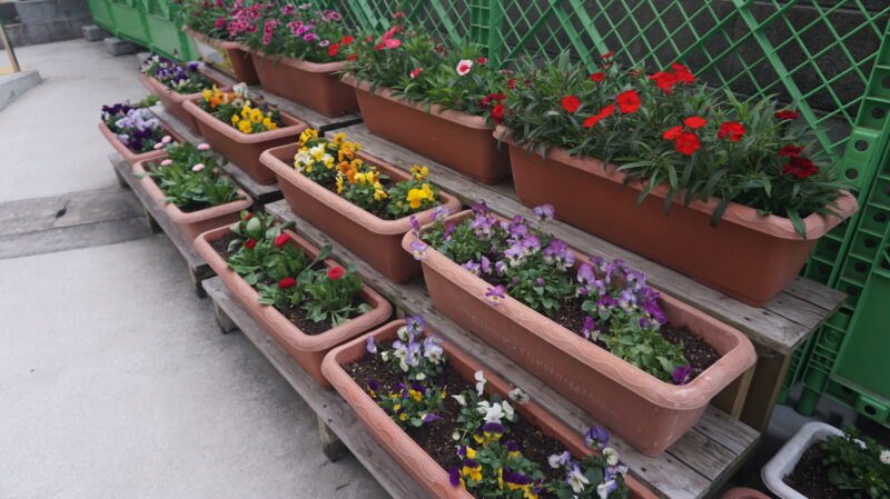 （学校生活）春へ向けて・・・🌼🌹🌺の画像