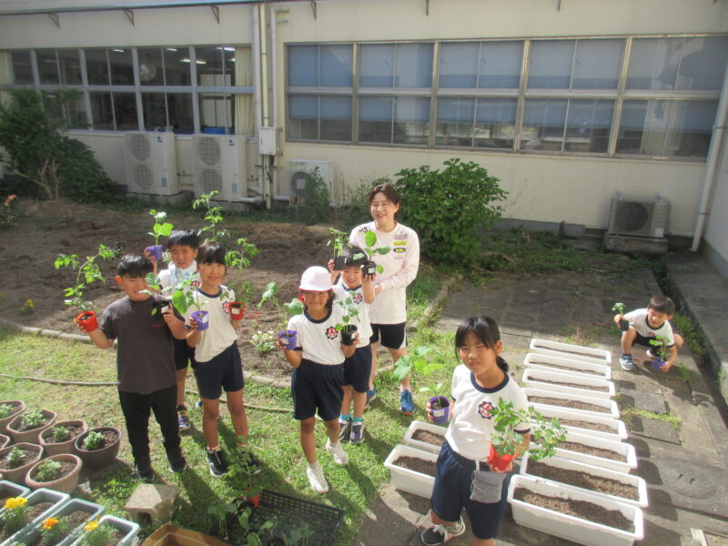 夏野菜を植えましたの画像