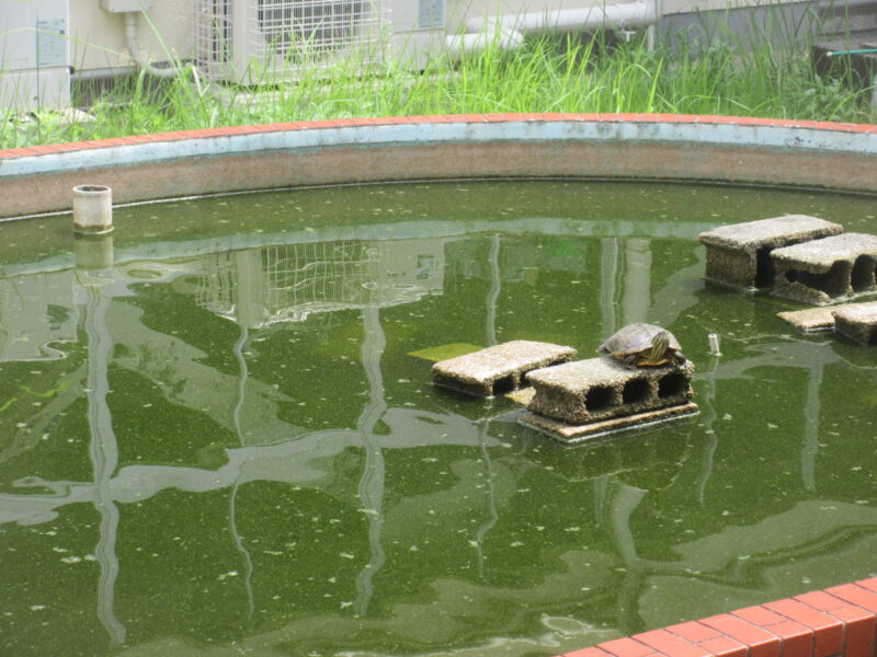 酷暑・・・カメさんもの画像